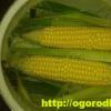 Кукуруза на гриле. Кукуруза в початках. Семь способов приготовления кукурузы Как готовить початки кукурузы на углях