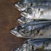 Рецепт: Ставридка черноморская пряного посола - Вкусная рыбка Средне соленая черноморская ставрида в тузлуке