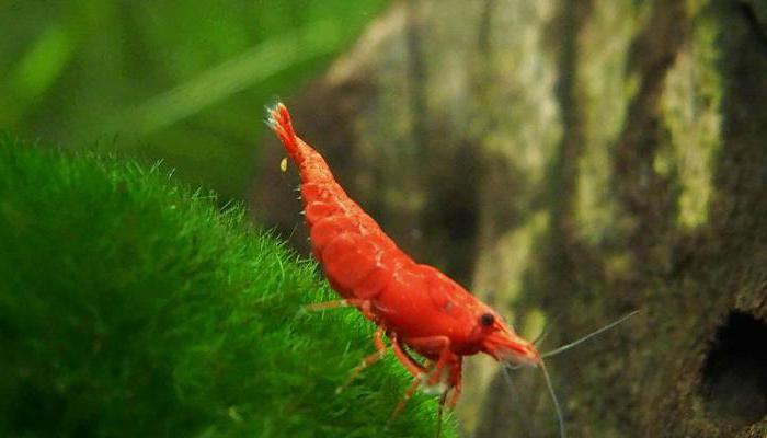 Shrimp: how to determine that you have the perfect delicacy?